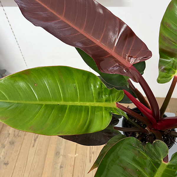 フィロデンドロン:サンレッド 5号鉢植え