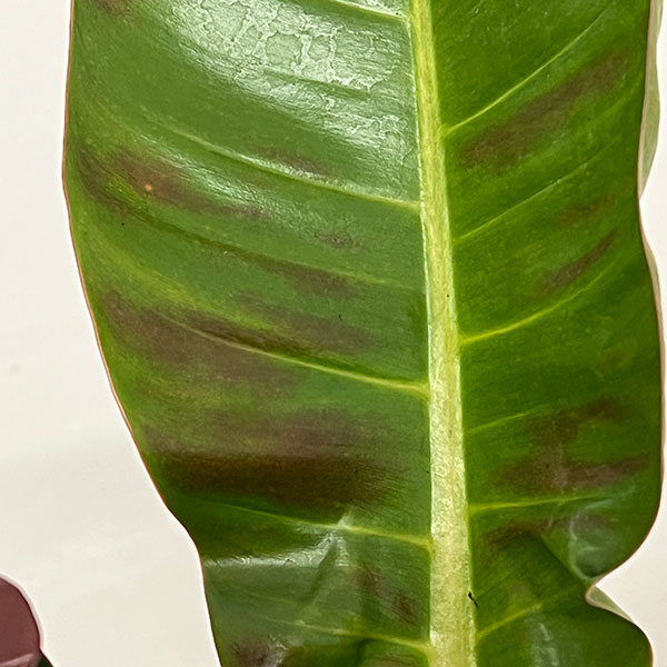 フィロデンドロン:サンレッド 5号鉢植え