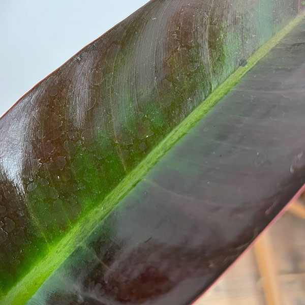 フィロデンドロン:サンレッド 5号鉢植え