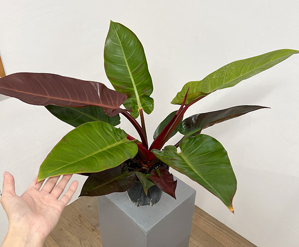 フィロデンドロン:サンレッド 5号鉢植え