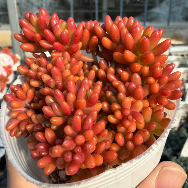 セダム:虹の玉2.5号ポット