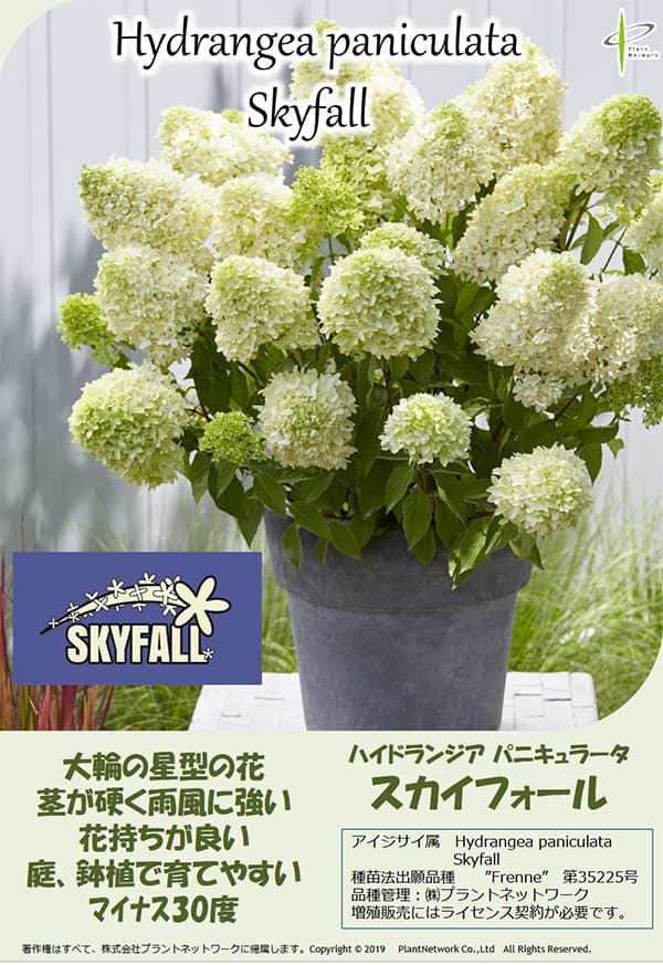 ノリウツギ（糊空木）：スカイフォール5号ポット