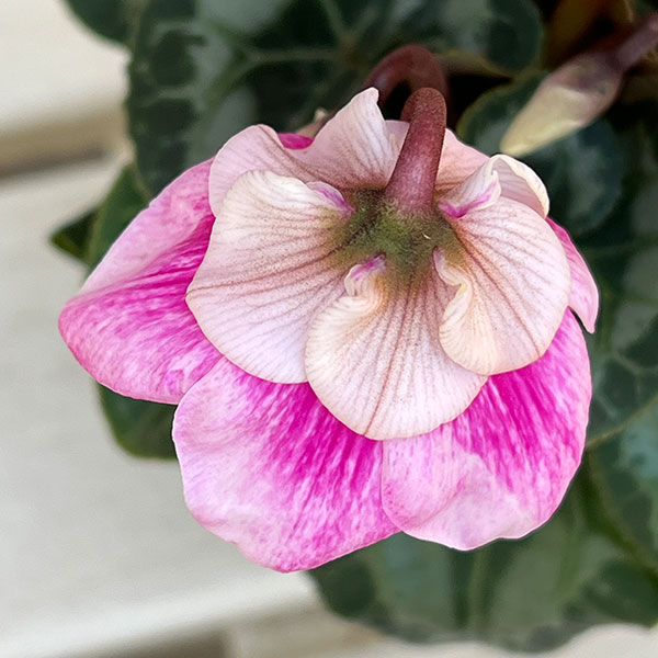 シクラメン：プリンセスドレス2.5-3号ポット