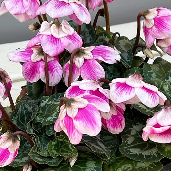 シクラメン：プリンセスドレス2.5-3号ポット