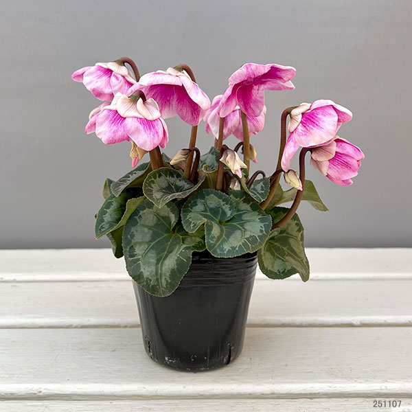 シクラメン：プリンセスドレス2.5-3号ポット