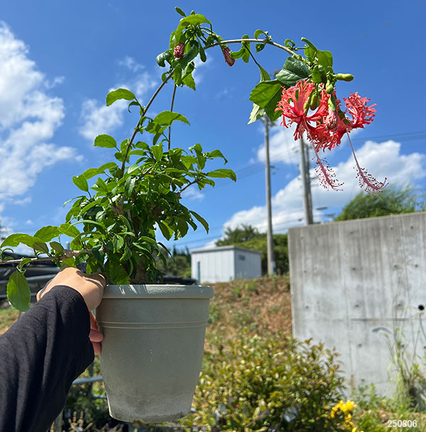 フウリンブッソウゲ(風鈴仏桑華)5号鉢植え