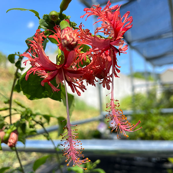 フウリンブッソウゲ(風鈴仏桑華)5号鉢植え