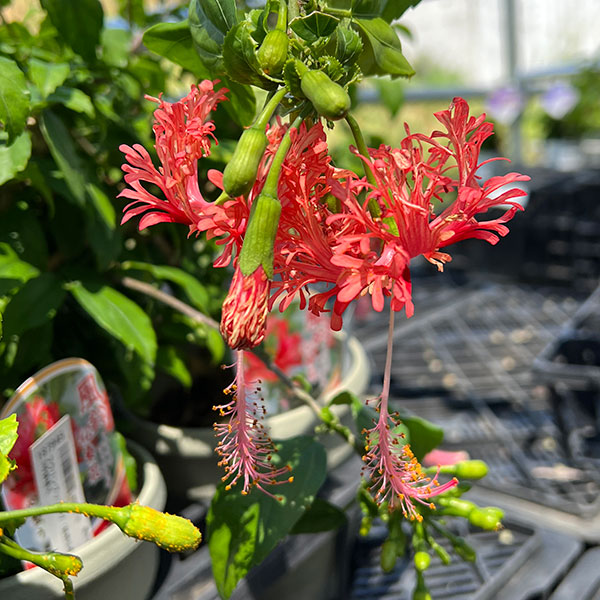 フウリンブッソウゲ(風鈴仏桑華)5号鉢植え
