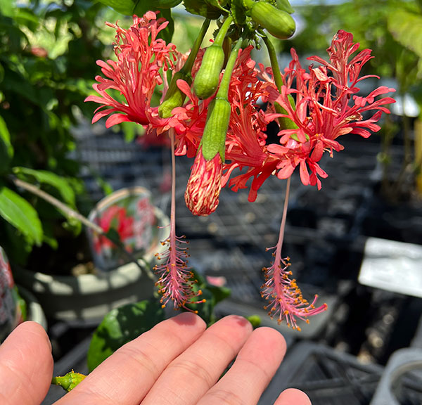 フウリンブッソウゲ(風鈴仏桑華)5号鉢植え