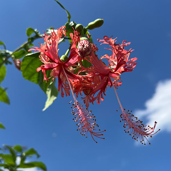 フウリンブッソウゲ(風鈴仏桑華)5号鉢植え