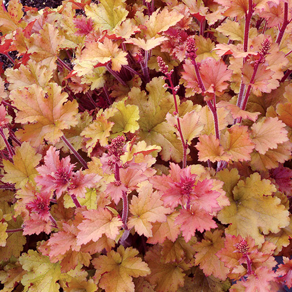 ヒューケラ：マーマレード3号ポット