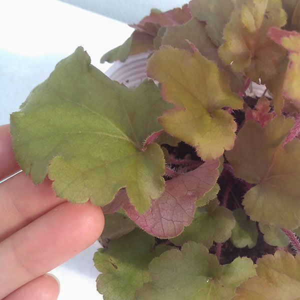 ヒューケラ：マーマレード3号ポット