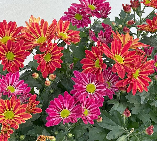 （わけあり特価）ポットマム（菊）：アーティスティックアーミン2色寄せ5号鉢植え