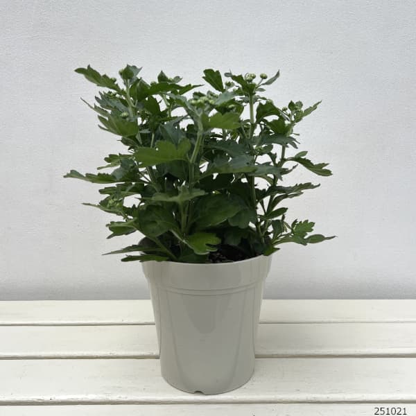 （わけあり特価）ポットマム（菊）：アーティスティックアーミン2色寄せ5号鉢植え