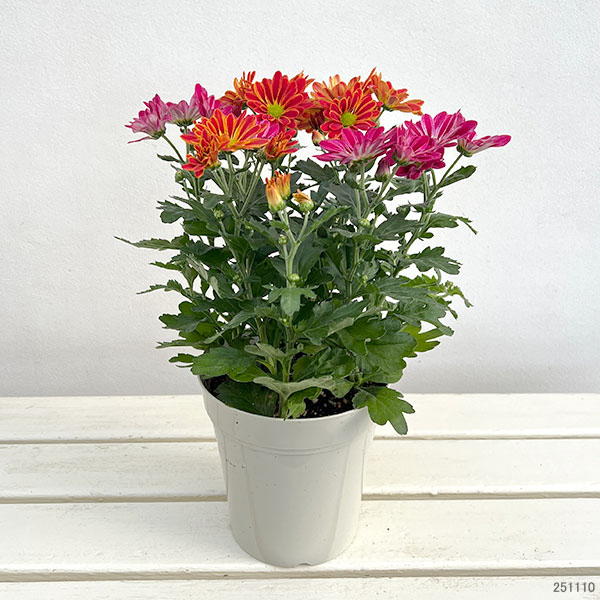 （わけあり特価）ポットマム（菊）：アーティスティックアーミン2色寄せ5号鉢植え