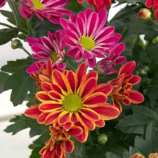 （わけあり特価）ポットマム（菊）：アーティスティックアーミン2色寄せ5号鉢植え