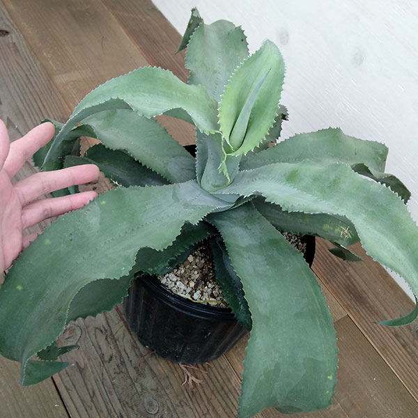 アガベ:ジプソフィラ カーリー 7号鉢植え