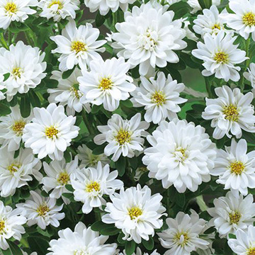 【有効期限25年10月】アスター：トゥモローホワイトの種[タキイ 花タネ]