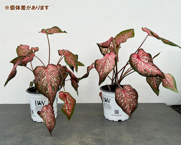 ガーデンカラジウム:ハートトゥハート カリビアンコーラル5号鉢植え
