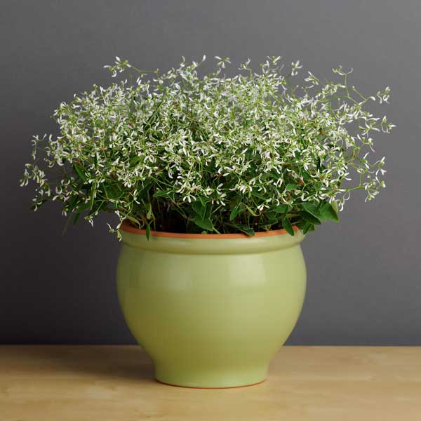 園芸ネット本店｜ユーフォルビア：F1グリッツ3号ポット 6株セット の