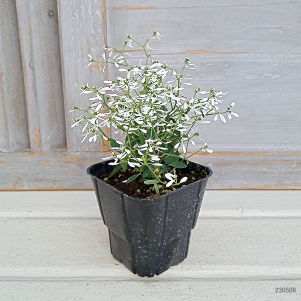 ユーフォルビア:F1グリッツ3号ポット