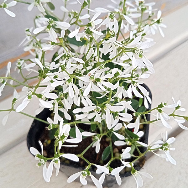 ユーフォルビア:F1グリッツ3号ポット