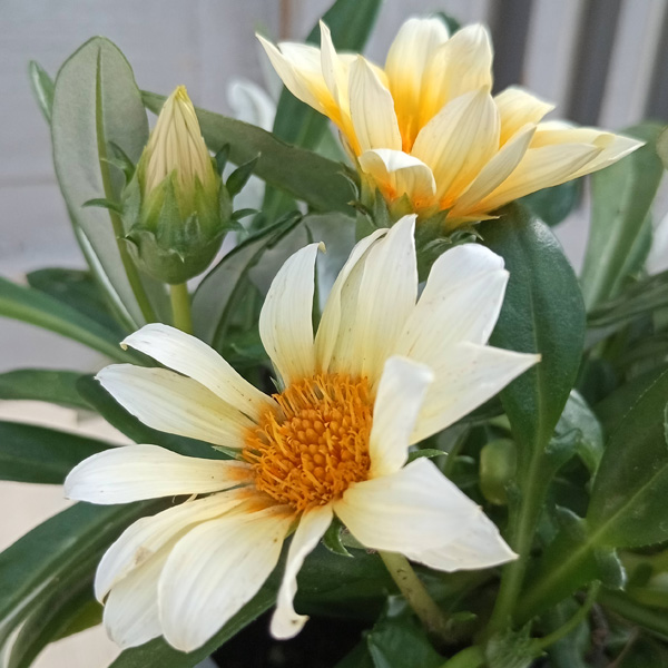 園芸ネット本店｜ガザニア：カナリアスマイル4号ポット の通販【公式】