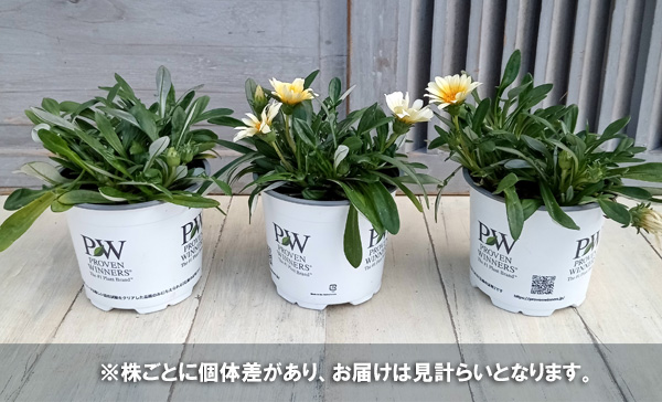 園芸ネット本店｜ガザニア：カナリアスマイル4号ポット の通販【公式】