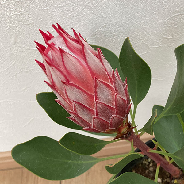プロテア エキシミア６号 25年9月中下旬予約]プロテア：エキシミア 6号鉢植え* の通販