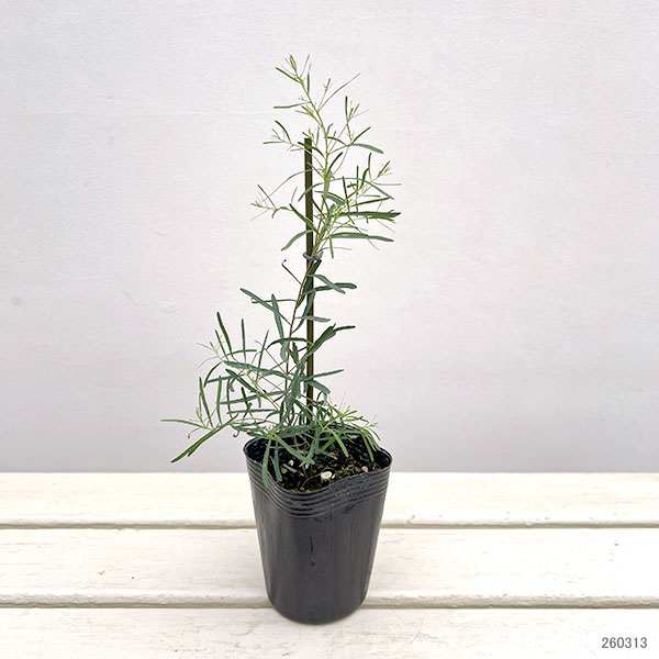 ユーカリ：ニコリー（ブラックペパーミント）3号ポット