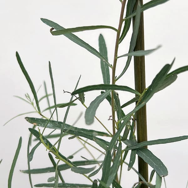 ユーカリ：ニコリー（ブラックペパーミント）3号ポット