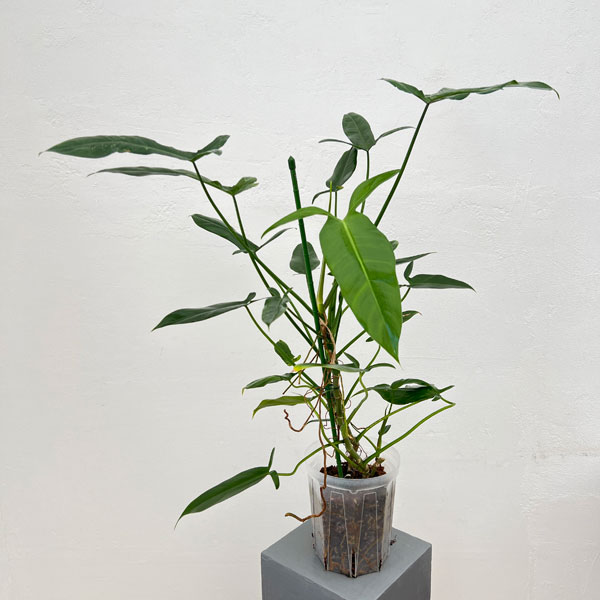 フィロデンドロン:フェンズリー 6号鉢植え