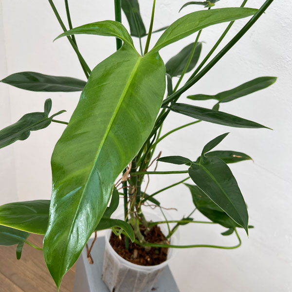 フィロデンドロン:フェンズリー 6号鉢植え