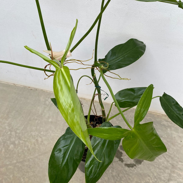 フィロデンドロン　フェンズリー フィロデンドロン：フェンズリー 6号鉢植え の通販 | 園芸ネット