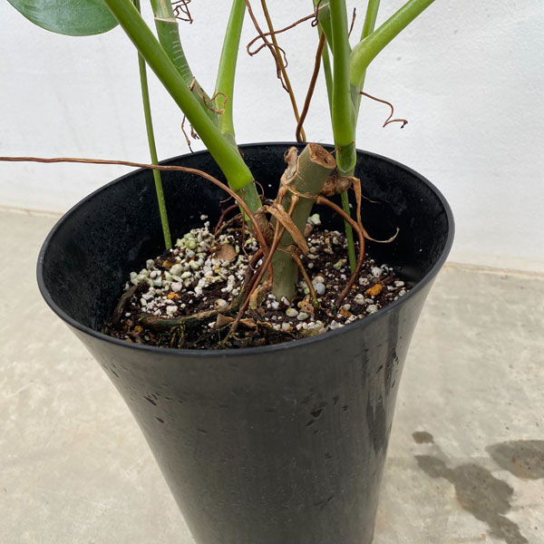 フィロデンドロン　フェンズリー フィロデンドロン：フェンズリー 6号鉢植え の通販 | 園芸ネット