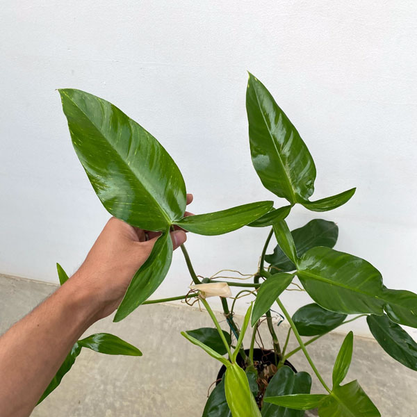 フィロデンドロン　フェンズリー フィロデンドロン：フェンズリー 6号鉢植え の通販 | 園芸ネット