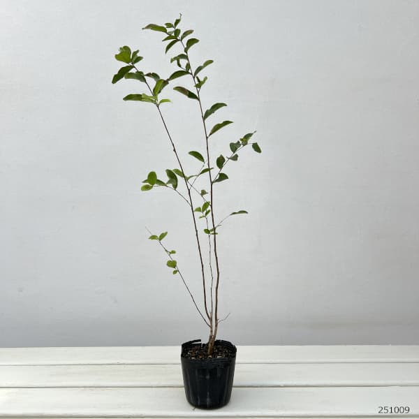 サルスベリ:ペチートレッドインプレッション3号ポット