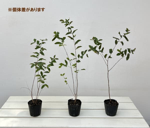 サルスベリ:ペチートレッドインプレッション3号ポット