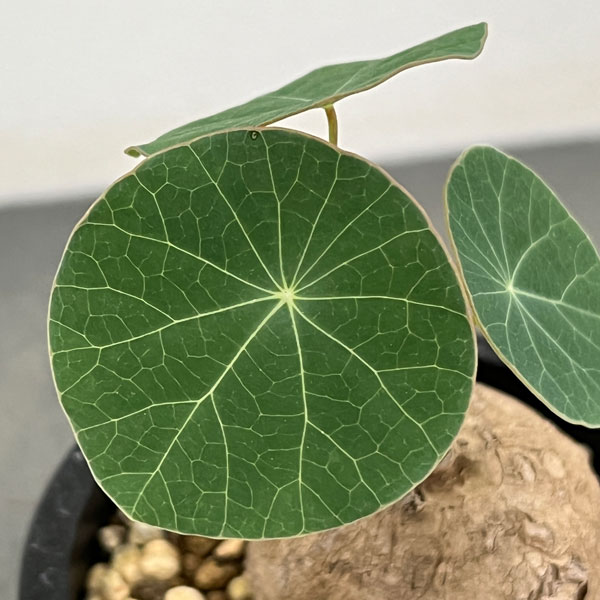 ステファニア：エレクタ　3.5号鉢植え
