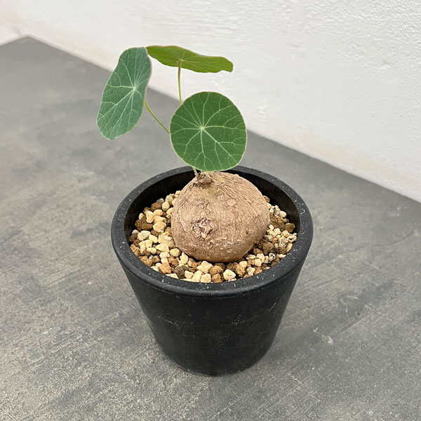 ステファニア：エレクタ　3.5号鉢植え