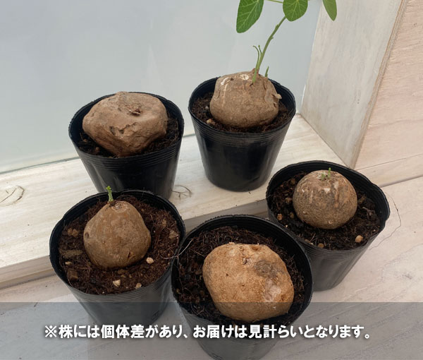 ステファニア：エレクタ　3.5号鉢植え