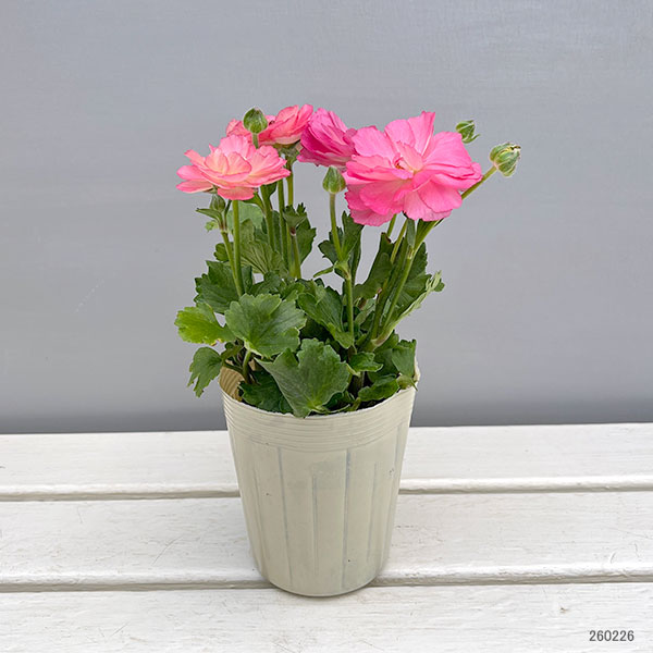 ラナンキュラス:セイレン3.5-4号ポット