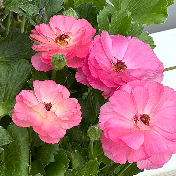 ラナンキュラス:セイレン3.5-4号ポット