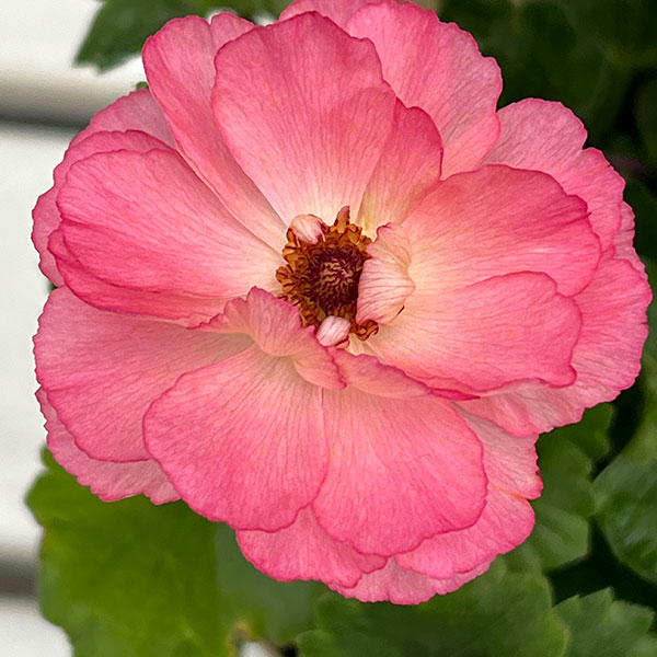 ラナンキュラス:セイレン3.5-4号ポット