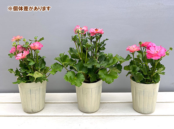 ラナンキュラス:セイレン3.5-4号ポット