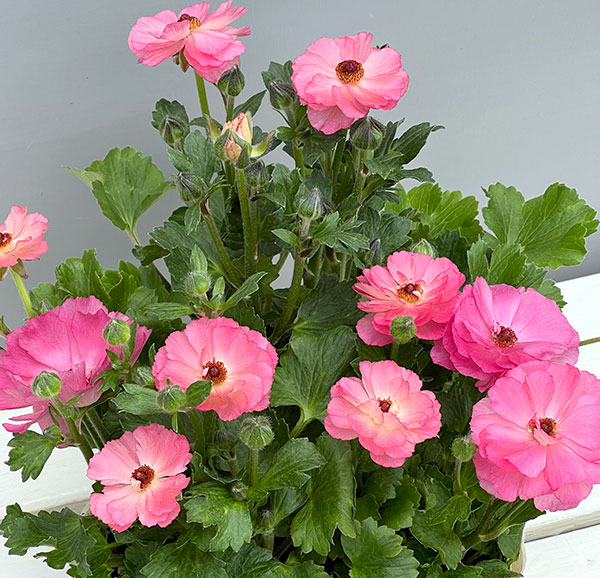 ラナンキュラス:セイレン3.5-4号ポット