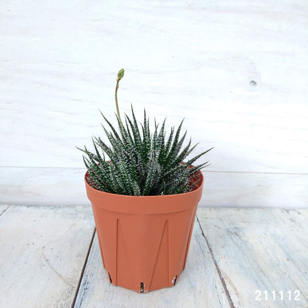 アロエ:ハオルチオイデス 3号