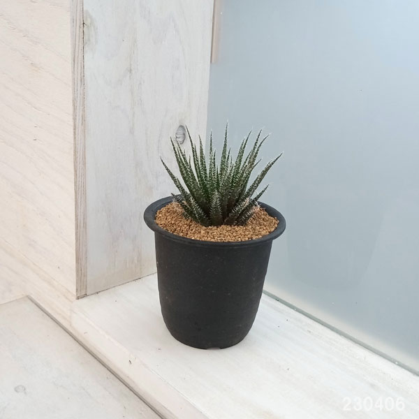 アロエ:ハオルチオイデス 3号