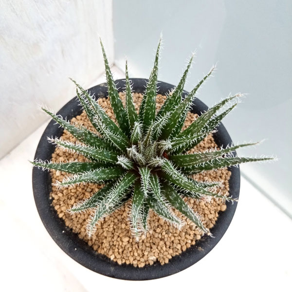 アロエ:ハオルチオイデス 3号