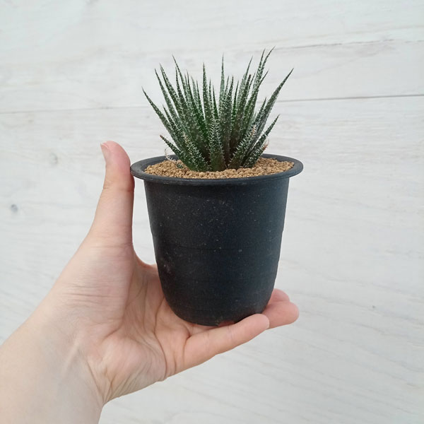 アロエ:ハオルチオイデス 3号